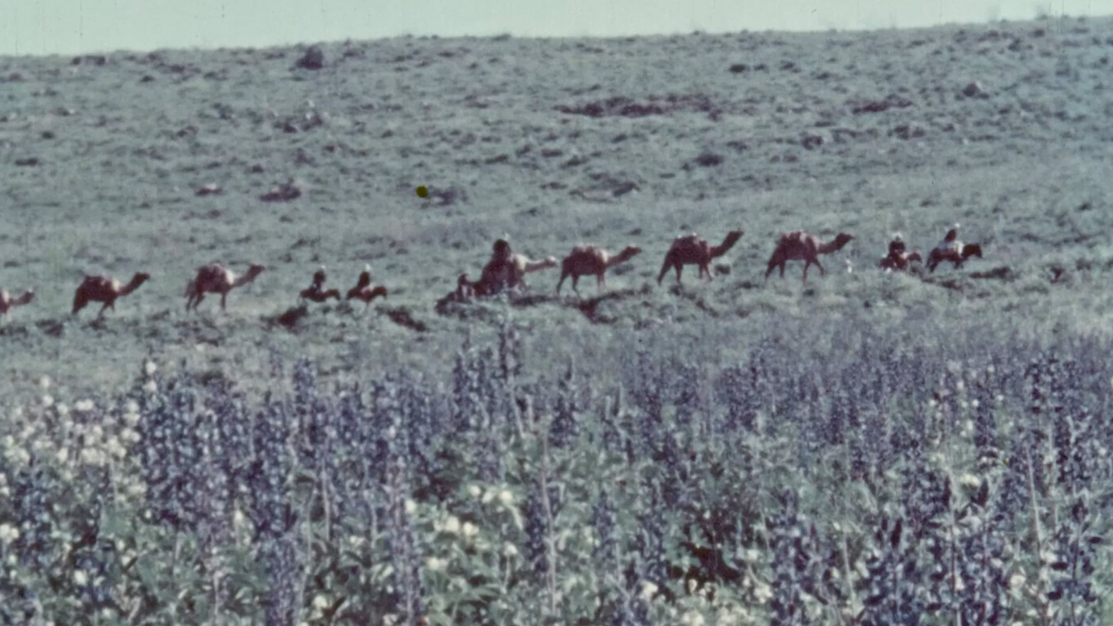 Film still for LDNDOCS 2025: PALESTINE THROUGH ARCHIVE - SHORTS