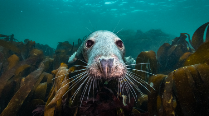 Film still for DocHouse: North Sea, Nature Untamed