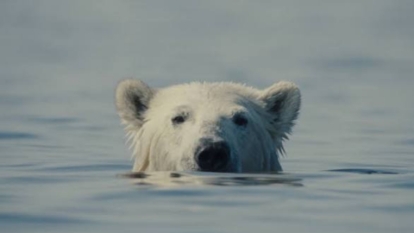 Film still for LDNDOCS 2026: Nuisance Bear