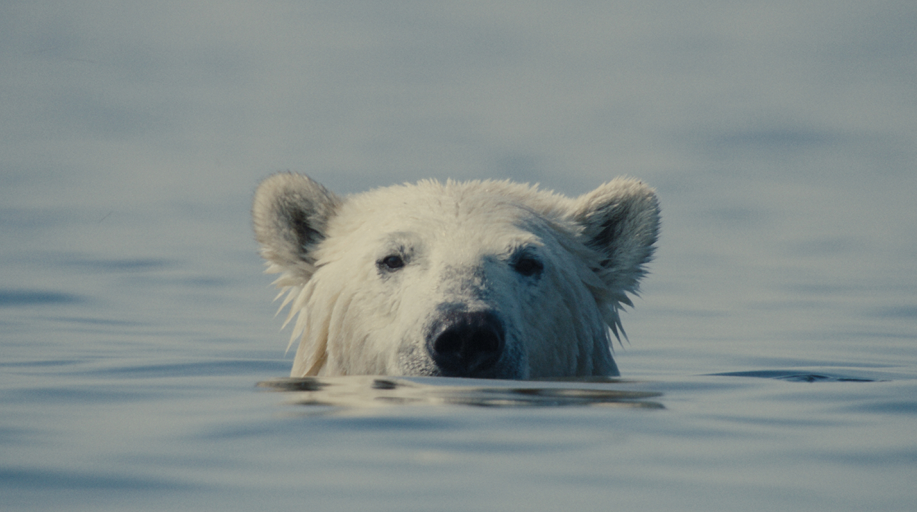 Film still for DocHouse: Nuisance Bear
