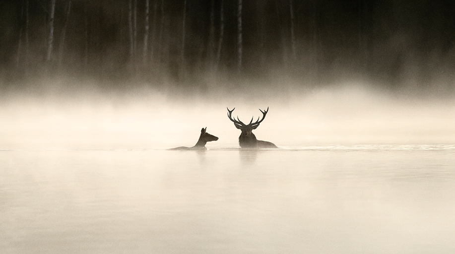Film still for DocHouse: Whispers in the Woods
